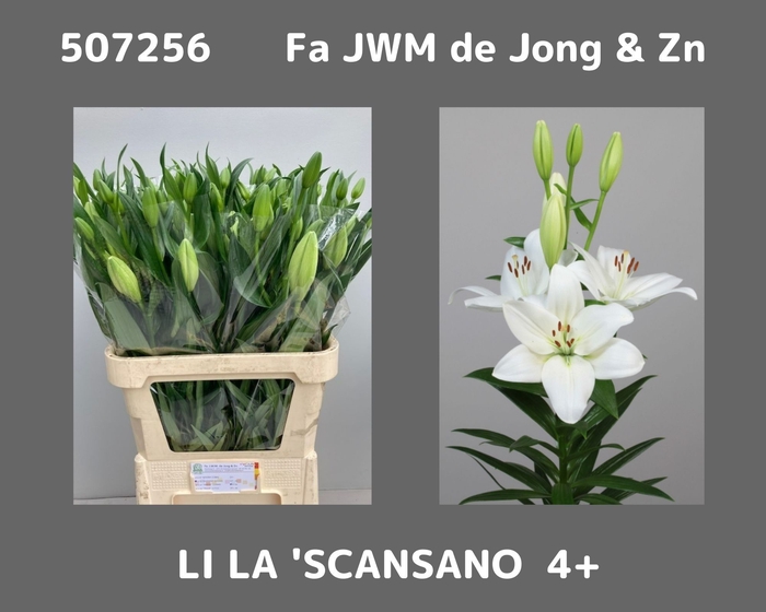<h4>LI LA SCANSANO</h4>