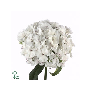 Di Barb S Will White