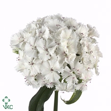 <h4>Di Barb S Will White</h4>