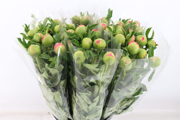 <h4>Paeo L Coral Sunset</h4>