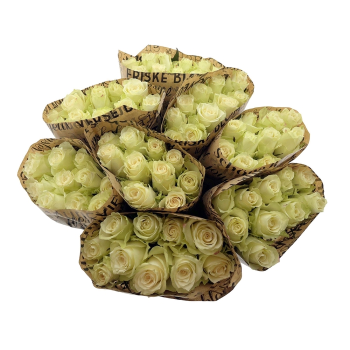 BQ Mono Rosa White 10 stems