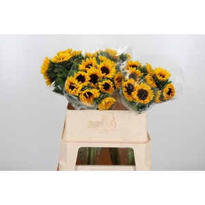 Helian An Orange Fir