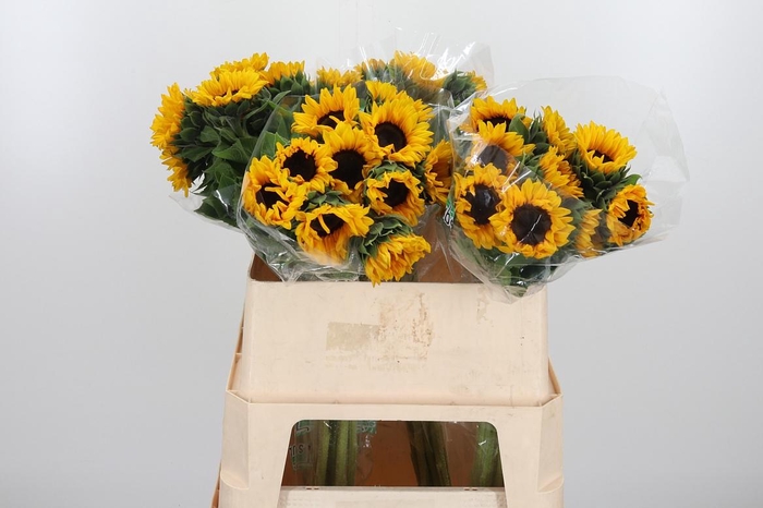 <h4>Helian An Orange Fir</h4>