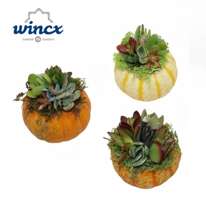 Wincx Concepts® - Succulent Pumpkin Mix 10cm Wincx