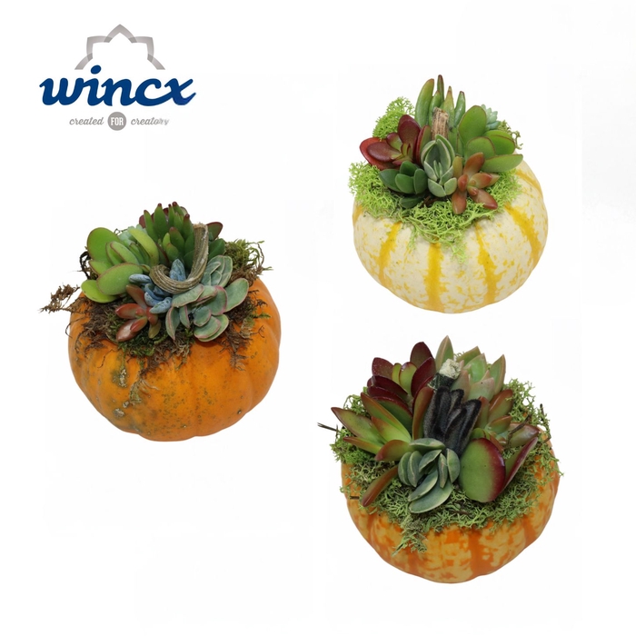 <h4>Concepts® - Succulent Pumpkin (m) Arrangement Mix</h4>