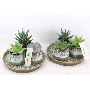 rr2 MB - Ker. plateau 3pot ech