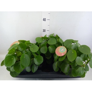Pilea peperomioides