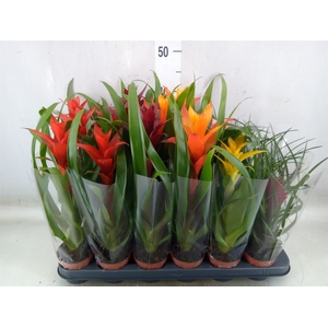 Bromelia   ...mix