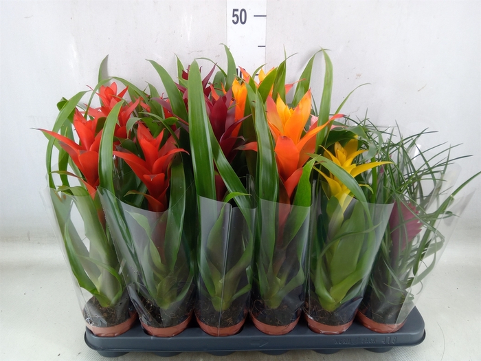 <h4>Bromelia   ...mix</h4>