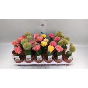 Gymnocalycium mihanov.   ...