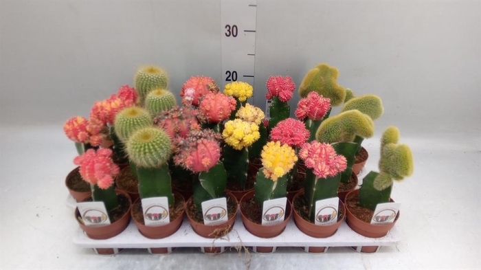 <h4>Gymnocalycium mihanov.   ...</h4>