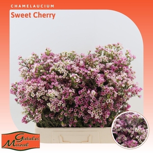 Chamelaucium Sweet Cherry