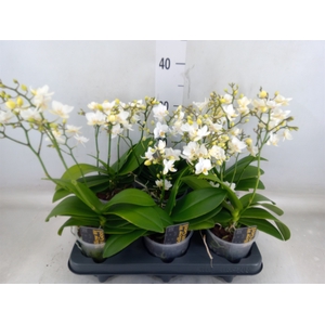Phalaenopsis multi.   ...