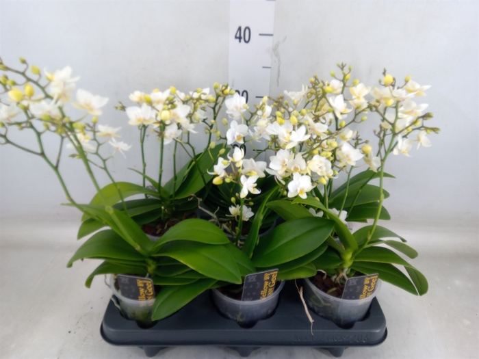 <h4>Phalaenopsis multi.   ...</h4>