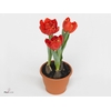Tulipa DU 'Red Baby'