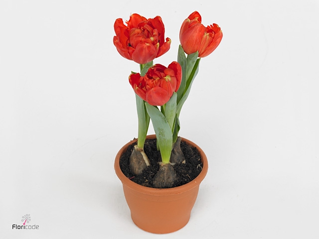 Tulipa DU 'Red Baby'