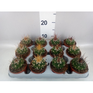 Cactus   ...