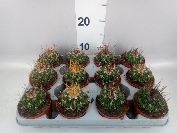 <h4>Cactus   ...</h4>