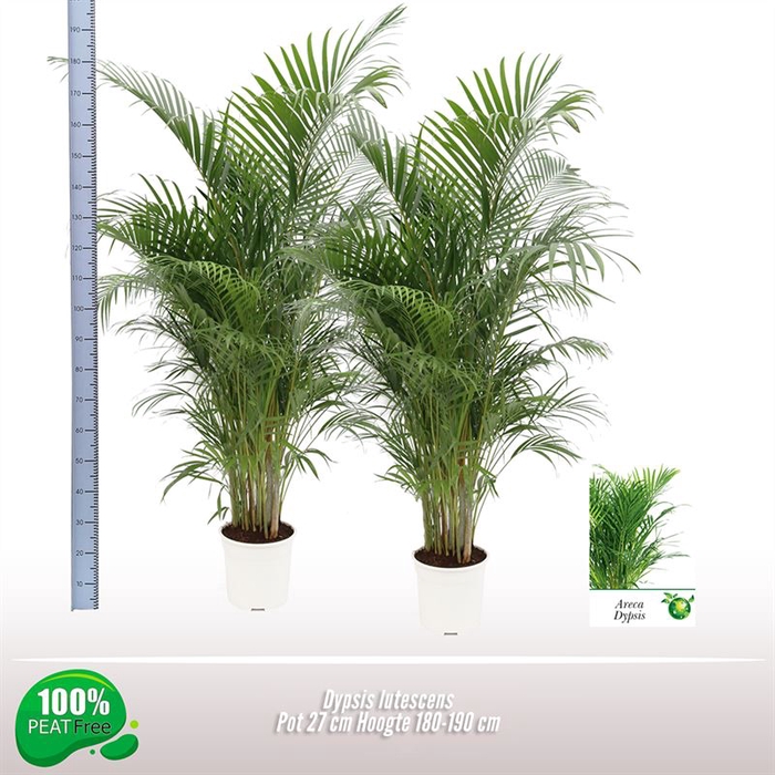 <h4>Dypsis lutescens</h4>