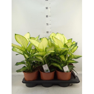 Dieffenbachia  'Summer Style'