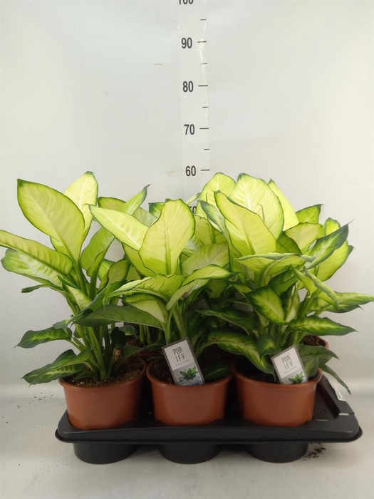 <h4>Dieffenbachia 'Summer Style'</h4>