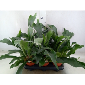 Platycerium bifurc.
