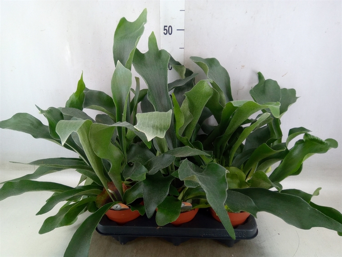 <h4>Platycerium bifurc.</h4>