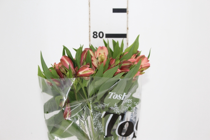 <h4>ALSTROEMERIA MILOS 080 CM</h4>