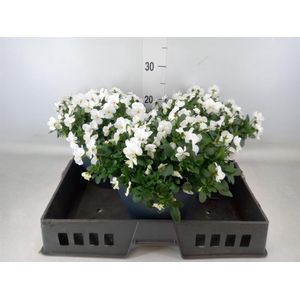 Viola corn. 'Evo Mini White'