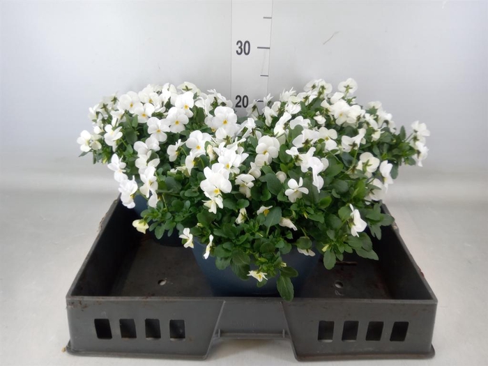 <h4>Viola corn. 'Evo Mini White'</h4>