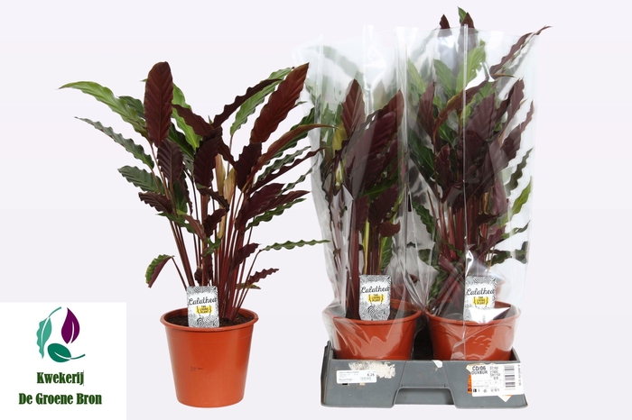 <h4>CALAT RUF WAVESTAR</h4>