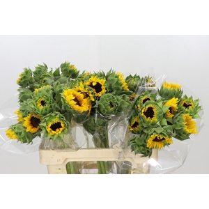 Helianthus Orange Fire