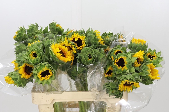 <h4>Helianthus Orange Fire</h4>