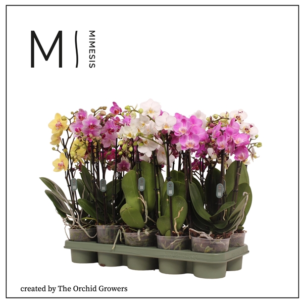 <h4>Mimesis Phal. Multi Mix - 4 spike 12cm</h4>