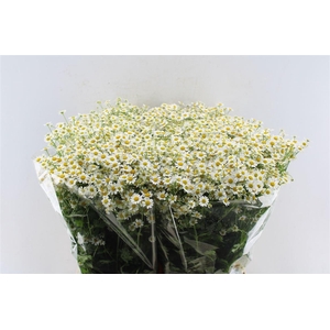Tanacetum Single Vegmo