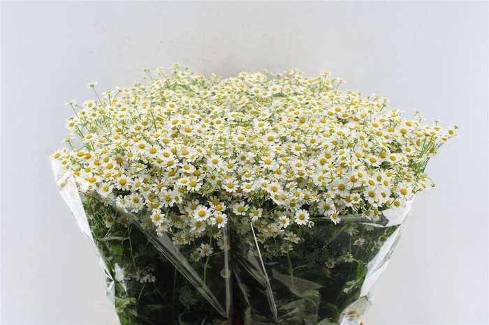 <h4>Tanacetum Single Vegmo</h4>
