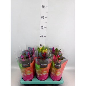Celosia arg.   ...mix