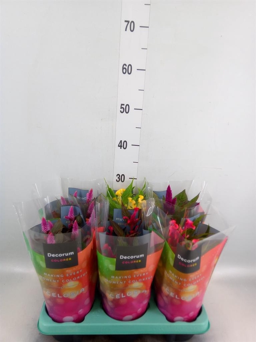<h4>Celosia arg.   ...mix</h4>
