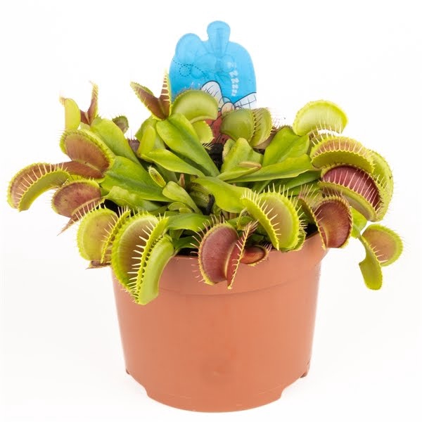 <h4>Dionaea muscipula</h4>