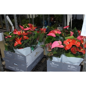 ANTHURIUM VARIADO P17