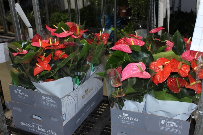 <h4>ANTHURIUM VARIADO P17</h4>