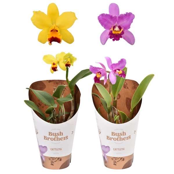 <h4>Cattleya kleinbloemig 1 tak 2+ knop 12 cm</h4>