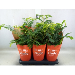 Tamarindus indica
