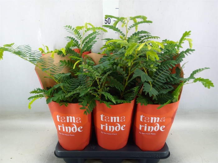 <h4>Tamarindus indica</h4>