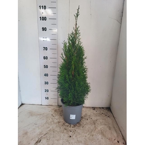 THUJA O SMARAGD
