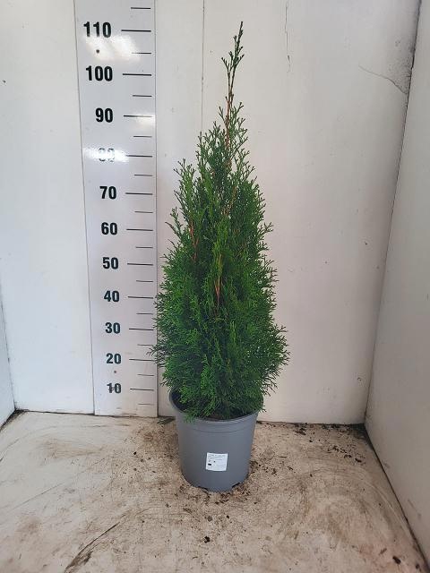 <h4>THUJA O SMARAGD</h4>