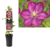 Clematis 'Ville de Lyon' 3.0 label