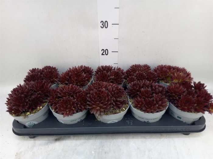 <h4>Sempervivum   ...</h4>