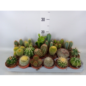 Cactus   ...mix