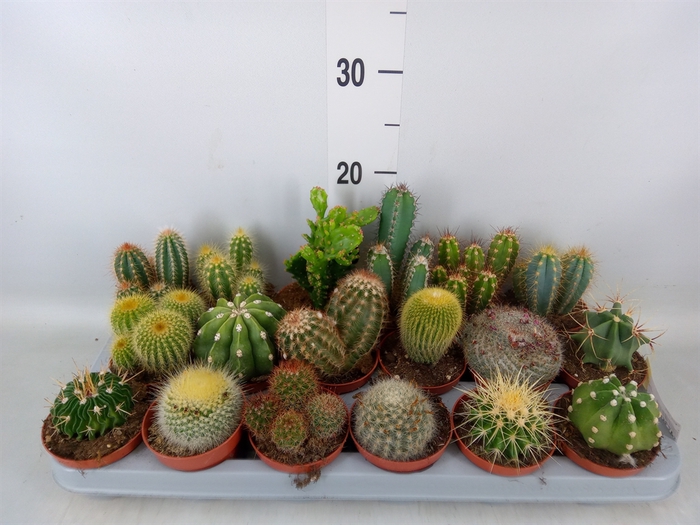 <h4>Cactus   ...mix</h4>